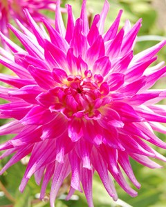 Dahlia Dutch Explosion5